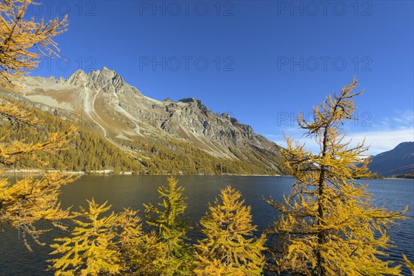 Lake Silsersee with colorful larch trees in autumn