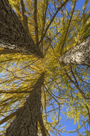 View in the tree tops of a larch tree forest in autumn