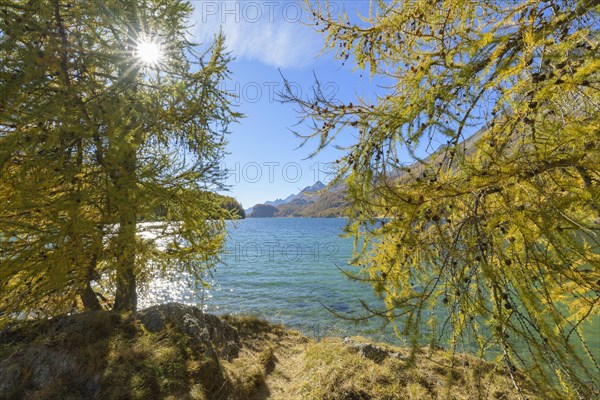 Lake Silsersee with colorful larch trees and sun in autumn