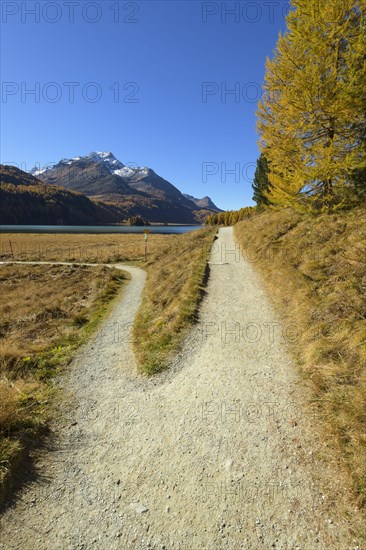 Forked hiking trail on Lake Silsersee in autumn