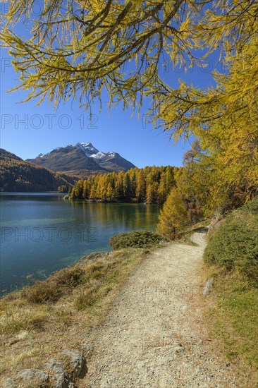 Path with colorful larch trees in autumn