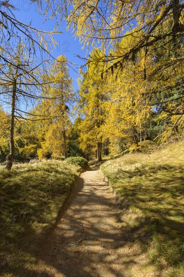 Path with colorful larch trees in autumn