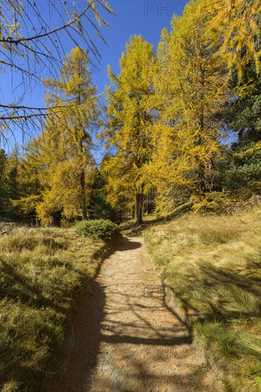 Path with colorful larch trees in autumn