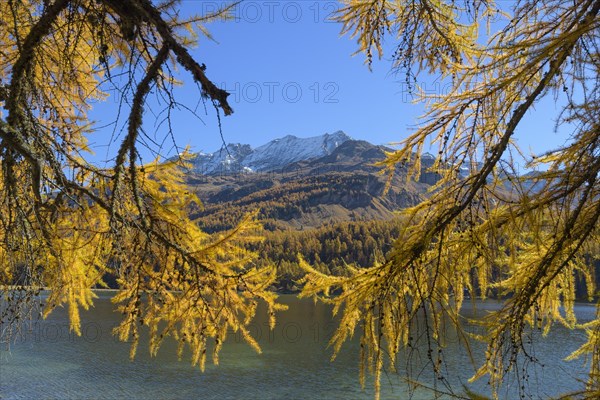 Lake Silsersee with colorful larch trees in autumn