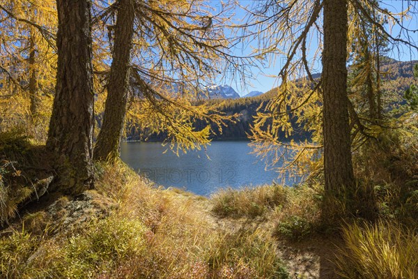 Lake Silsersee with colorful larch trees in autumn