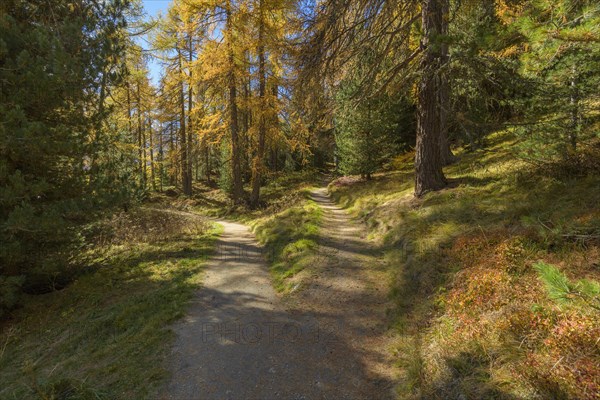 Forked path with colorful larch trees in autumn