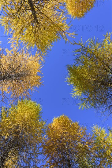 View in the tree tops of a larch tree forest in autumn