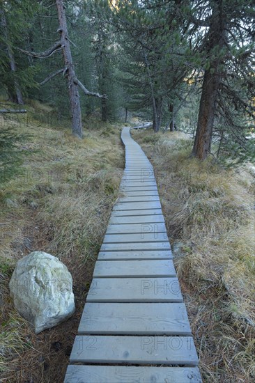 Boardwalk in mountain forest