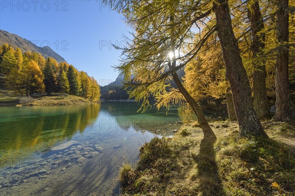 Mountain lake with larch trees in autumn