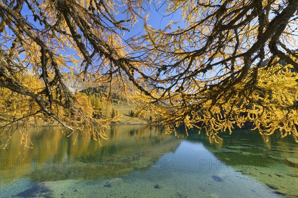 Mountain lake with larch trees in autumn