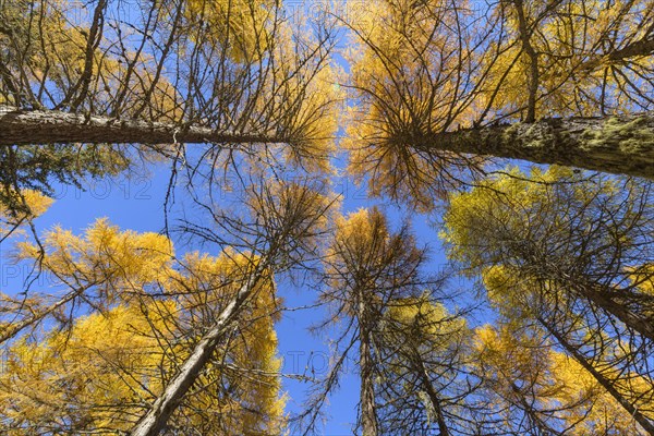 View in the tree tops of a larch tree forest in autumn