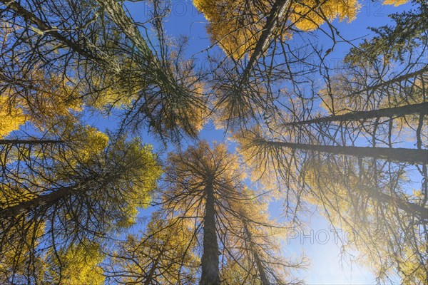 View in the tree tops of a larch tree forest in autumn