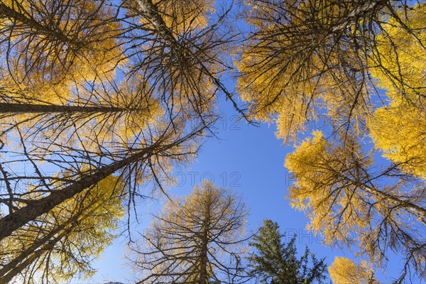 View in the tree tops of a larch tree forest in autumn