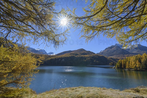 Lake Silsersee with colorful larch trees and sun in autumn