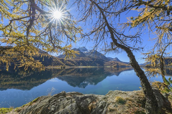 Lake Silsersee with colorful larch trees and sun in autumn