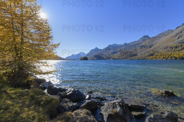 Lake Silsersee with colorful larch trees and sun in autumn