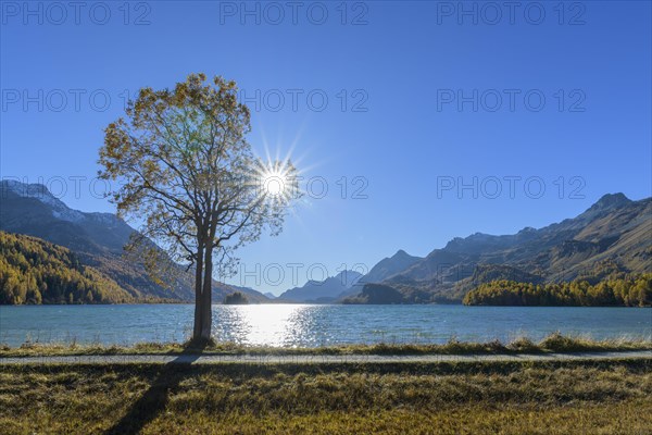 Lake Silsersee with tree and sun in autumn