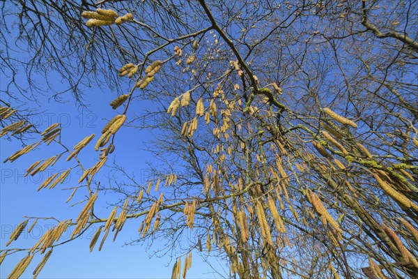 Hazel bush male catkins