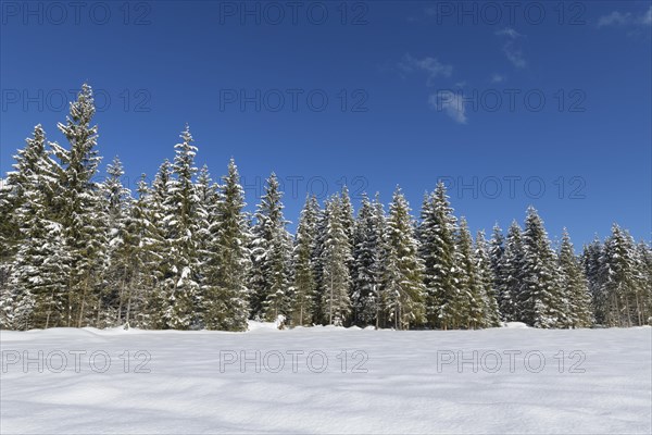 Winter landscape with forest