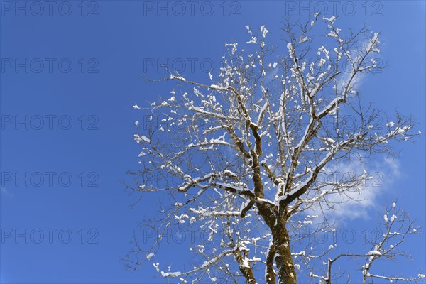 Tree in winter