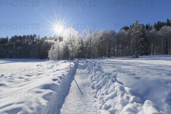 Path in winter landscape near lake Barmsee with sun