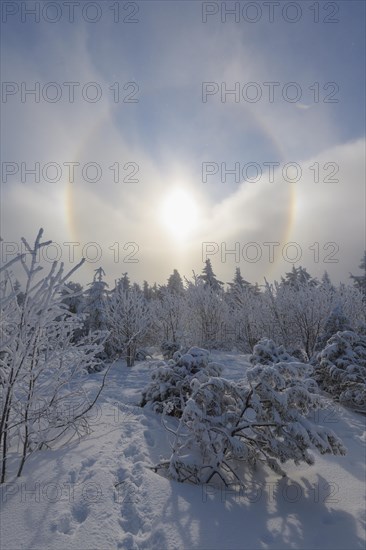 Snow covered coniferous trees with halo and sun in winter