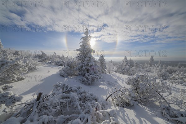 Snow covered coniferous trees with halo and sun in winter