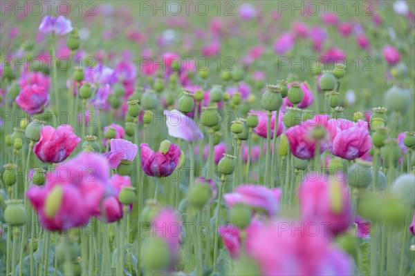 Opium poppy field at dawn
