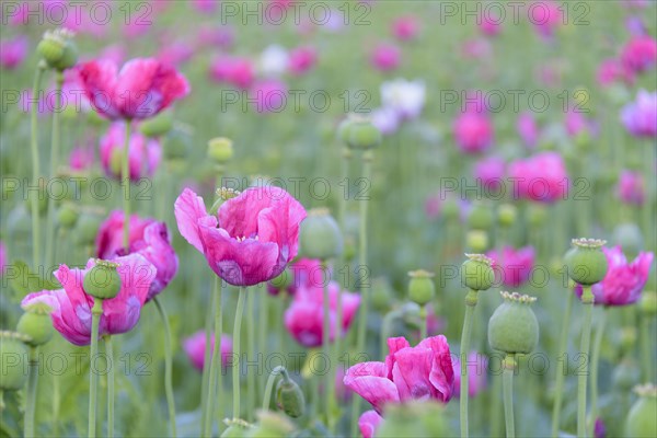 Opium poppy field at dawn