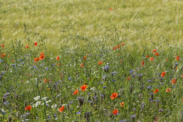Blooming summer meadow with poppy