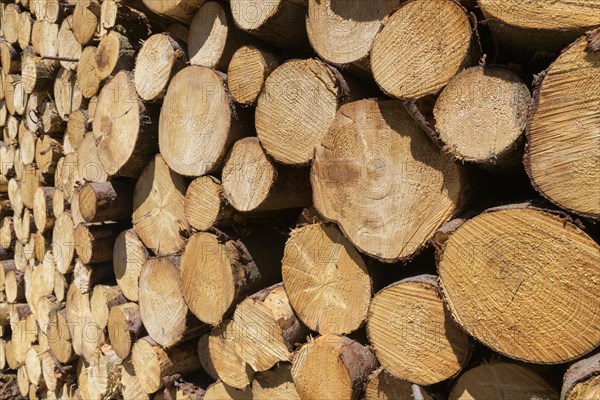 woodpile