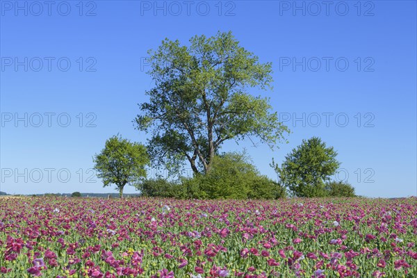 Opium poppy field with trees
