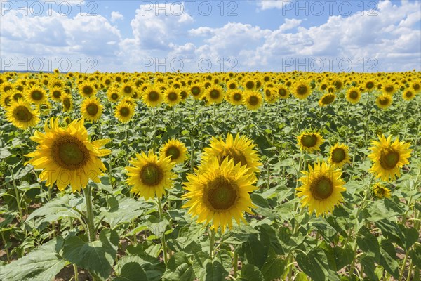 Blooming sunflower field in summer