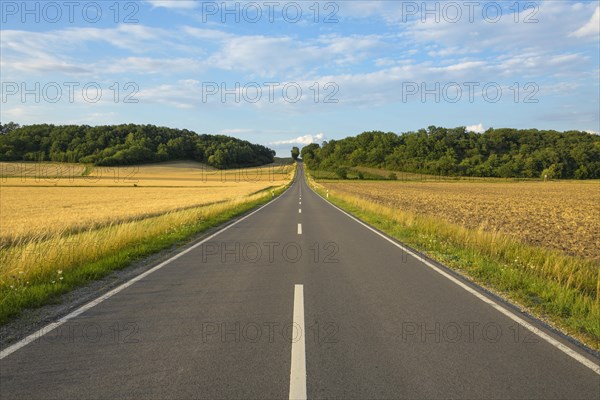 Country road with grain fields in summer