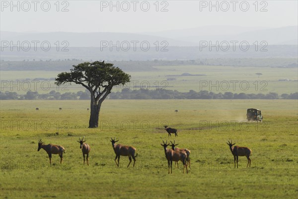 Savannah landscape with safari vehicle