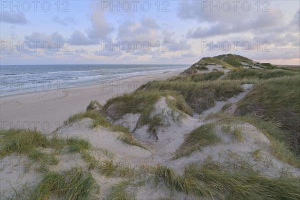 Dune landscape with the north sea in the morning