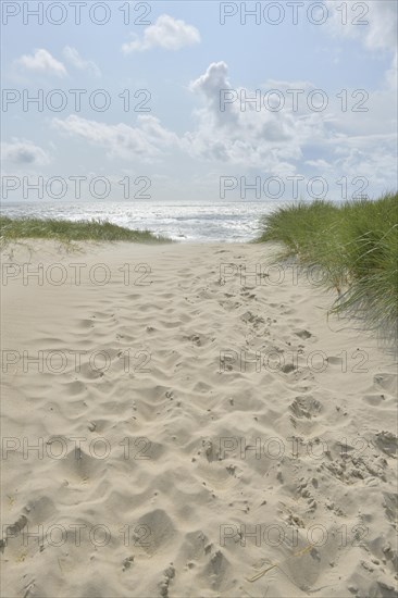 Dune landscape with sandy footpath to the sea in summer