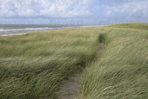 Dune landscape in the summer