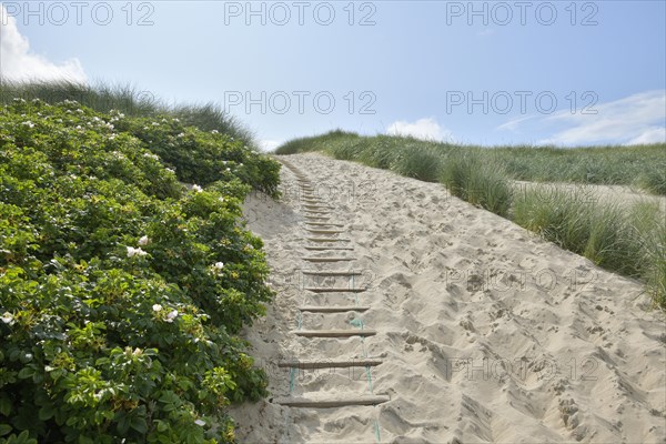 Dune landscape with sandy footpath to the sea in summer