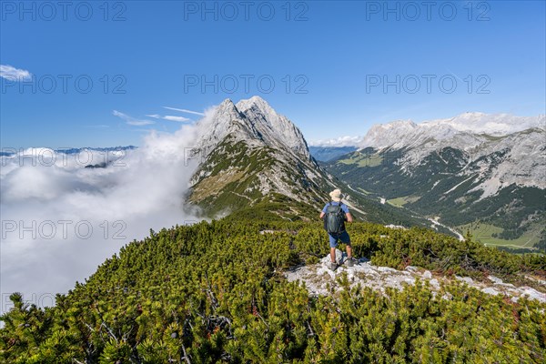 Hiker on the ridge of the Mieminger Kette between mountain pines