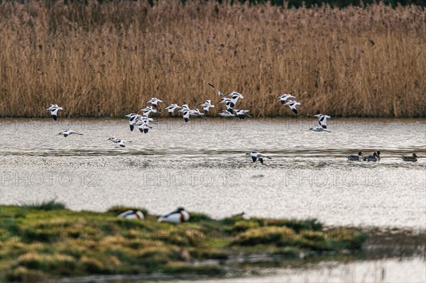 Pied Avocets and Eurasian Wigeons in a flight over Marshland, Devon, England, United Kingdom, Europe