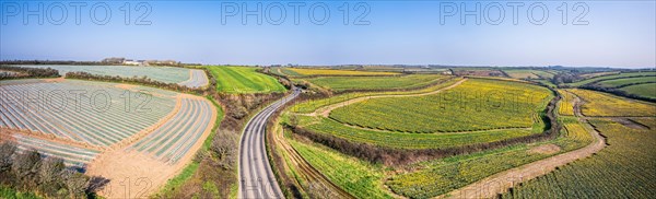 Panorama over Daffodil farm in Cornwall