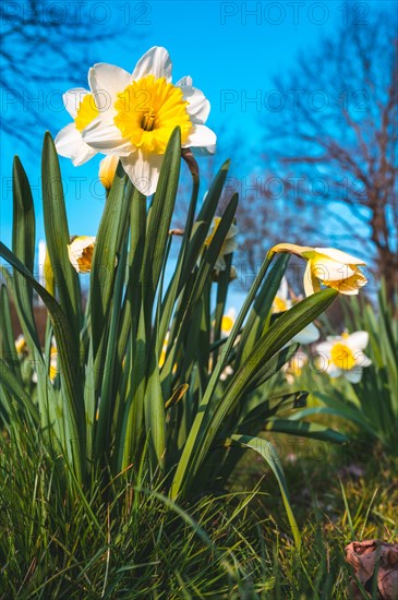 White daffodil