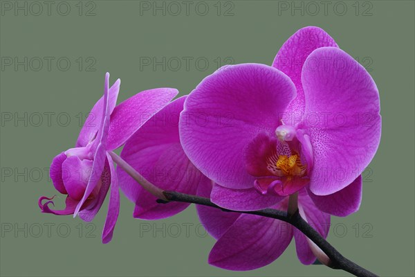 Moth orchid