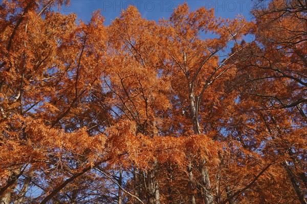 Dawn redwood