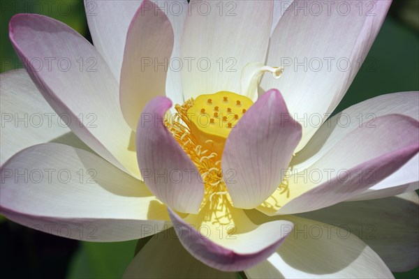 Sacred lotus