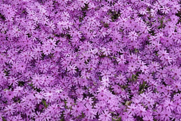 Creeping phlox