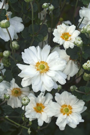 Japanese anemone