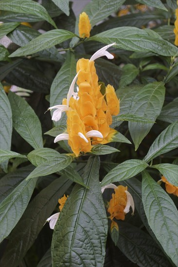 Golden shrimp plant