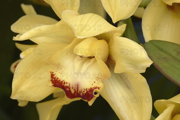 Hybrid Boat orchid